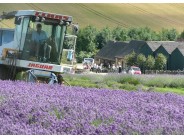 Cotswold Lavender near Snowshill and Broadway