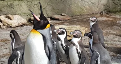 Penguins at Cotswold Birdland and Gardens