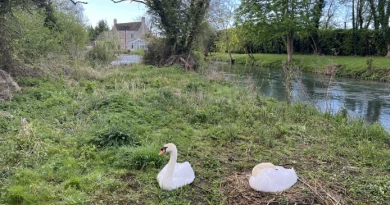 Swans in Fairford in the Cotswolds