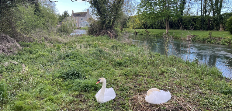 Swans in Fairford in the Cotswolds