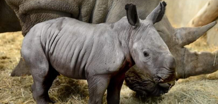 Baby Rhino at Cotswolds Wildlife Park