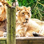 Lions at Cotswold Wildlife Park