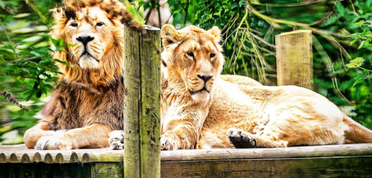 Lions at Cotswold Wildlife Park