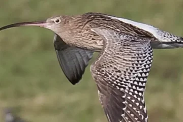 Bird at Slimbridge Wetland Centre