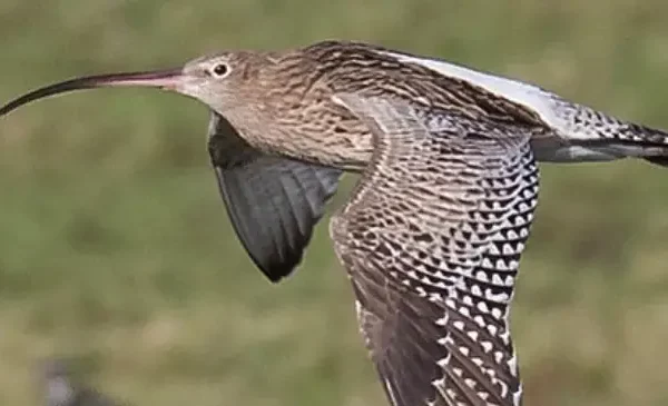 Slimbridge Wetland Centre – A Visitors Guide