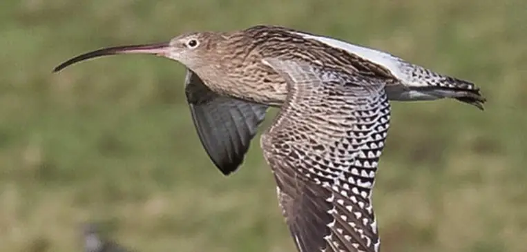 Bird at Slimbridge Wetland Centre
