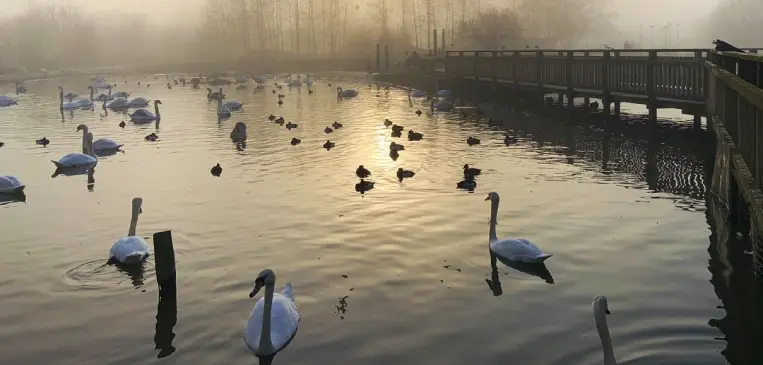 Sunrise at Slimbridge Wetland Centre