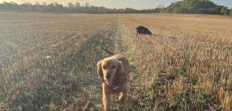 Dogs playing in the Cotswolds