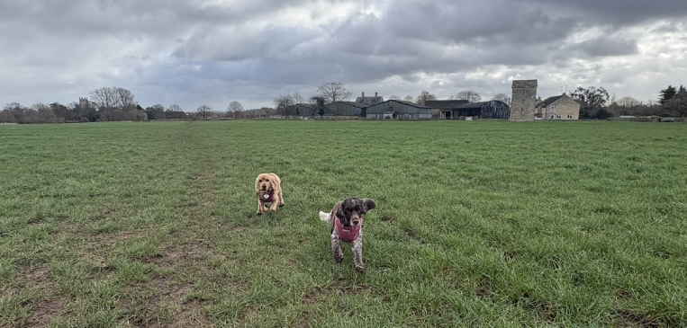 Dogs Walking in the fields in the Cotswolds