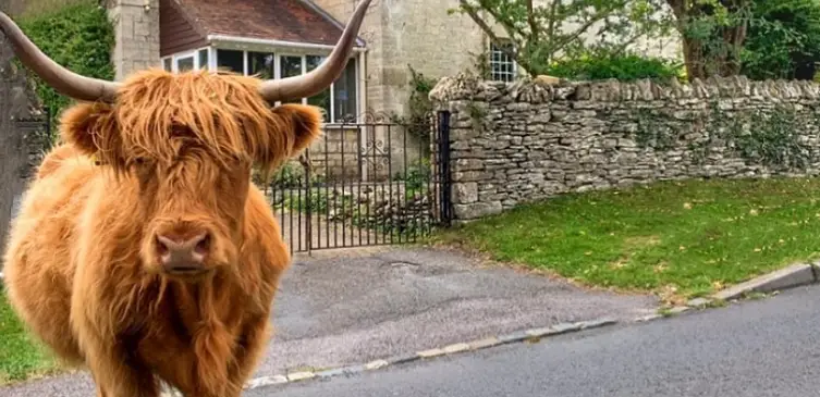 Cattle of Minchinhampton in the Cotswolds
