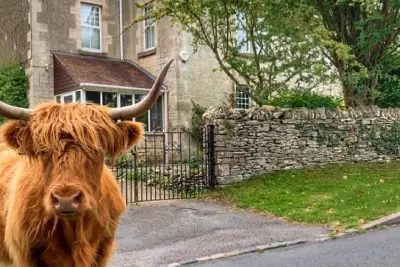 Cattle of Minchinhampton in the Cotswolds