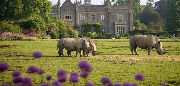 Rhinos at Cotswold Wildlife Park