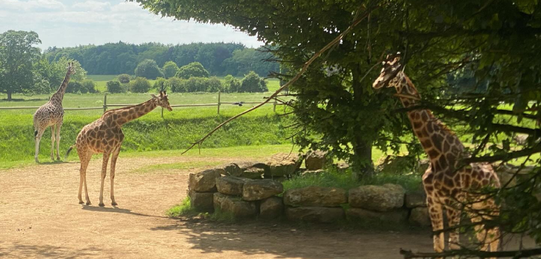 Giraffes at Cotswold Wildlife Park