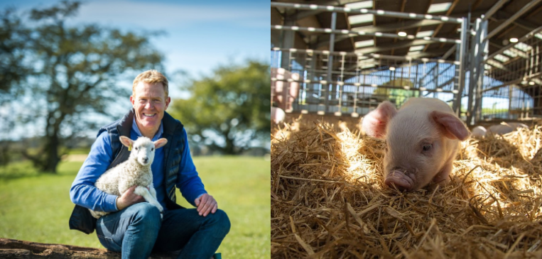 Adam Hensons Cotswold Farm Park with sheep and pigs and more